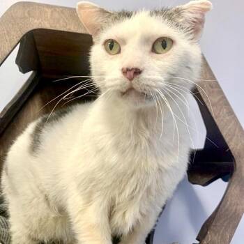 Bingo -  Domestic Short Hair Cat for Adoption in Wheeling, Illinois - Bingo | PetCurious
