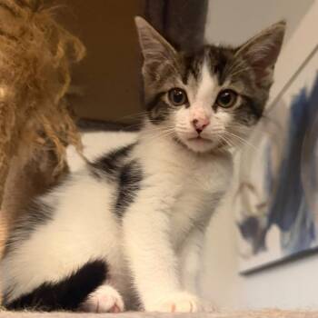 4 Magic Shop -  Domestic Short Hair Cat for Adoption in Puslinch, Ontario - 4 Magic Shop | PetCurious