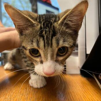 Taffy -  Domestic Short Hair Cat for Adoption in Kingman, Arizona - Taffy | PetCurious