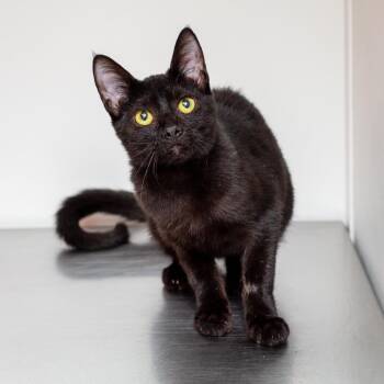 April in Paris -  Domestic Short Hair Cat for Adoption in Hattiesburg, Mississippi - April In Paris | PetCurious