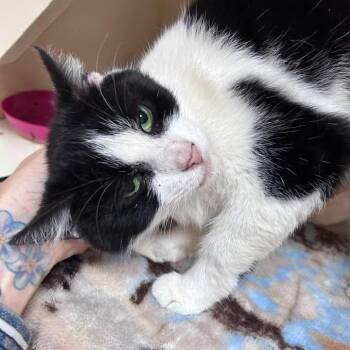 Rescue Domestic Short Hair Cats for Adoption in Elyria, Ohio - Paprika | PetCurious