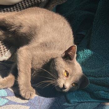 Lenormand -  Domestic Short Hair Cat for Adoption in Baltimore, Maryland - Lenormand | PetCurious