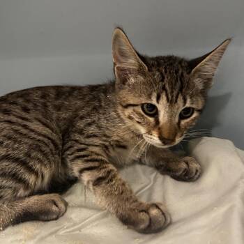 Pixie -  Domestic Short Hair Cat for Adoption in Chattanooga, Tennessee - Pixie | PetCurious