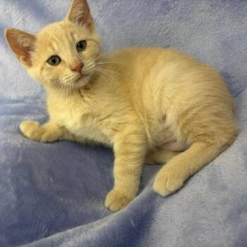 Desi -  Domestic Short Hair Cat for Adoption in Portage, Michigan - Desi | PetCurious