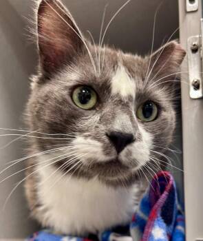 Vini -  Domestic Medium Hair Cat for Adoption in Seattle, Washington - Vini | PetCurious