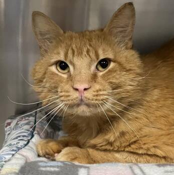 Sergeant -  Domestic Medium Hair Cat for Adoption in Johnston, Rhode Island - Sergeant | PetCurious