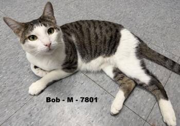 Bob -  Domestic Short Hair Cat for Adoption in Weatherford, Texas - Bob | PetCurious