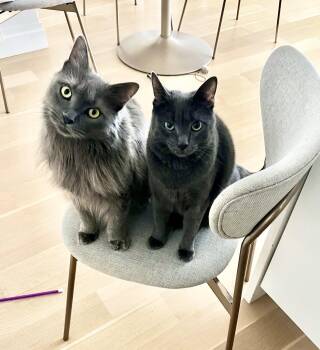 Alaska and Davey -  Russian Blue Cat for Adoption - Alaska And Davey | PetCurious