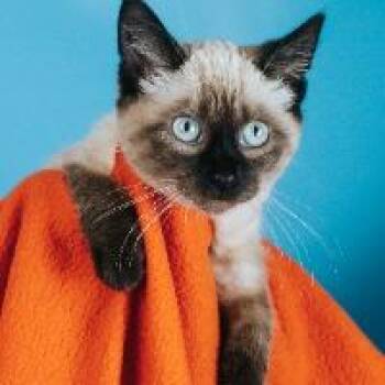 Coco -  Siamese Cat for Adoption in Minneapolis, Minnesota - Coco | PetCurious
