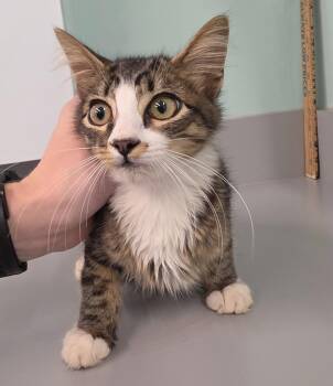 Kyle -  Domestic Short Hair Cat for Adoption in Athens, Tennessee - Kyle | PetCurious