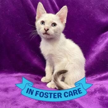 GRUMPY -  Domestic Short Hair Cat for Adoption in Tallahassee, Florida - GRUMPY | PetCurious