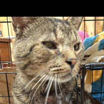 ROAR -  Domestic Short Hair Cat for Adoption in Ben Avon, Pennsylvania - ROAR | PetCurious