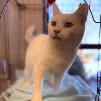 Rescue Domestic Short Hair Cats for Adoption in Tyner, North Carolina - Ghost | PetCurious