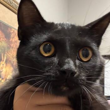 Sprite -  Domestic Short Hair Cat for Adoption in West Olive, Michigan - Sprite | PetCurious