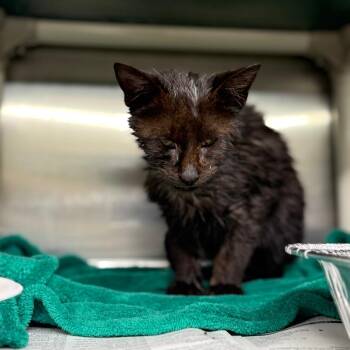 Domestic Short Hair Cats Available for Adoption - Harold | PetCurious