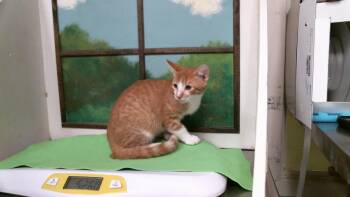 POTATO -  Domestic Short Hair Cat for Adoption in Houston, Texas - POTATO | PetCurious