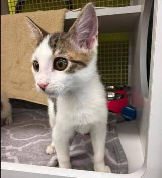 Jerry -  Domestic Short Hair Cat for Adoption in Kansas City, Missouri - Jerry | PetCurious