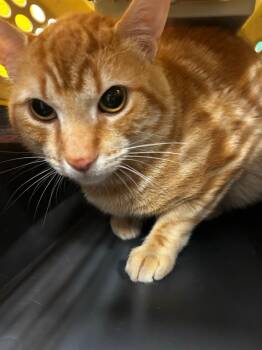 Domestic Short Hair Cats Available for Adoption - Mr Magoo | PetCurious