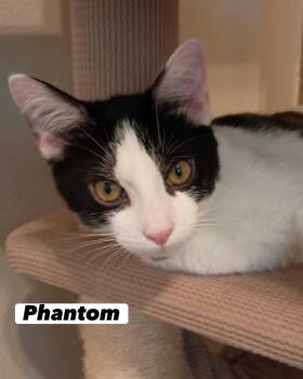 Phantom -  Domestic Short Hair Cat for Adoption in San Juan Capistrano, California - Phantom | PetCurious
