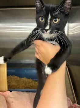 Evie -  Domestic Short Hair Cat for Adoption in Covington, Louisiana - Evie | PetCurious