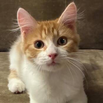 BUTTERSCOTCH -  Domestic Medium Hair Cat for Adoption in Kyle, Texas - BUTTERSCOTCH | PetCurious
