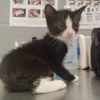 Ricotta -  Domestic Short Hair Cat for Adoption in Allentown, Pennsylvania - Ricotta | PetCurious