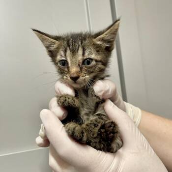 Canyon -  Domestic Short Hair Cat for Adoption in Huntsville, Arkansas - Canyon | PetCurious