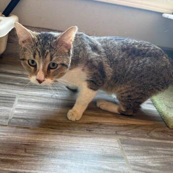 Houdini -  American Shorthair Cat for Adoption in West Des Moines, Iowa - Houdini | PetCurious