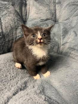 One Way -  Domestic Short Hair Cat for Adoption in North Babylon, New York - One Way | PetCurious