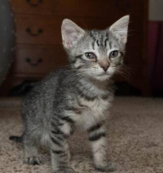 DONATO -  Domestic Short Hair Cat for Adoption in Colorado Springs, Colorado - DONATO | PetCurious