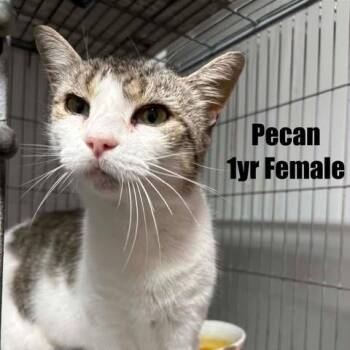 Pecan -  Domestic Short Hair Cat for Adoption in Washington, District Of Columbia - Pecan | PetCurious