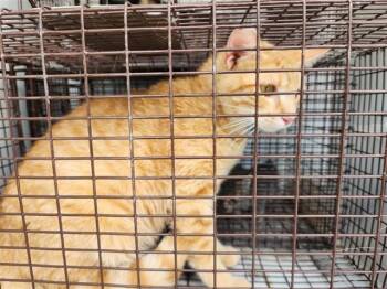 Domestic Short Hair Cats Available for Adoption in Houston, Texas - A654208 | PetCurious