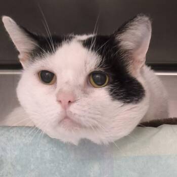 Papa Smurf -  Domestic Short Hair Cat for Adoption in Kennebunk, Maine - Papa Smurf | PetCurious