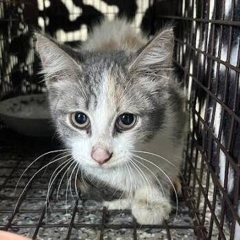Aniya -  Domestic Short Hair Cat for Adoption in Dearborn, Michigan - Aniya | PetCurious
