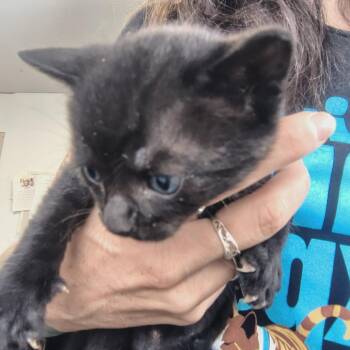 Frank- Kiki -  Domestic Short Hair Cat for Adoption in Moses Lake, Washington - Frank- Kiki | PetCurious