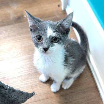 Yesteryear -  Domestic Short Hair Cat for Adoption in Hudsonville, Michigan - Yesteryear | PetCurious