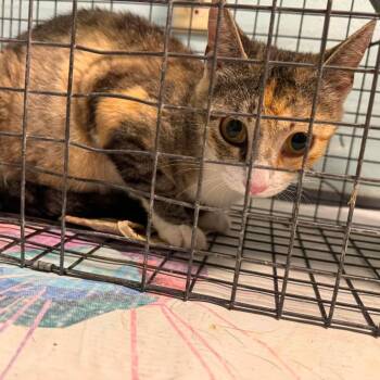 Kisa -  Domestic Short Hair Cat for Adoption in Edwardsville, Illinois - Kisa | PetCurious
