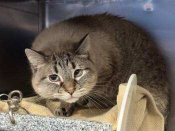 Guest Star -  Domestic Short Hair Cat for Adoption in New York, New York - Guest Star | PetCurious
