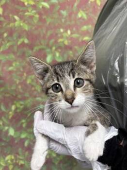 Coconut -  Domestic Short Hair Cat for Adoption in San Antonio, Texas - Coconut | PetCurious