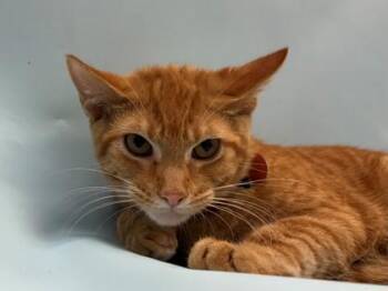 Oz -  Domestic Short Hair Cat for Adoption in Woodbury, Minnesota - Oz | PetCurious