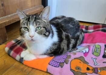 Domestic Short Hair Cats Available for Adoption in Sainte-martine, Quebec - Angèle | PetCurious