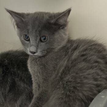 Rescue Domestic Medium Hair Cats for Adoption in Pittsburgh, Pennsylvania - Pager | PetCurious