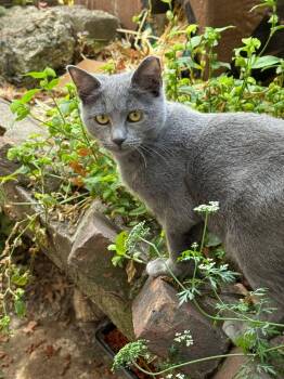 Rescue Domestic Short Hair and Russian Blue Cats for Adoption in Newark, New Jersey - Noelle | PetCurious