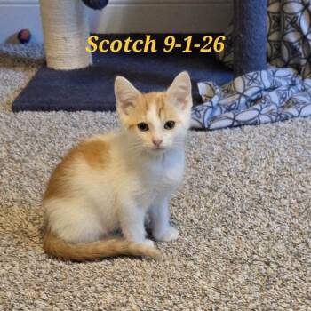 Scotch - COURTESY POST -  Domestic Short Hair Cat for Adoption in Fowlerville, Michigan - Scotch - COURTESY POST | PetCurious