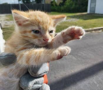 Pauly D -  Domestic Short Hair Cat for Adoption in Lafayette, Louisiana - Pauly D | PetCurious