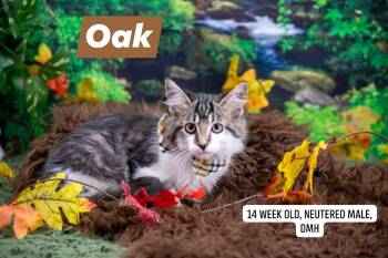 Oak -  Domestic Long Hair Cat for Adoption in Sevierville, Tennessee - Oak | PetCurious