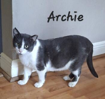 Archie #loves-laps -  Tuxedo and American Shorthair Cat for Adoption in Houston, Texas - Archie #loves-laps | PetCurious