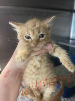 Dumpster -  Domestic Short Hair Cat for Adoption in Cambridge, Maryland - Dumpster | PetCurious