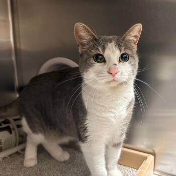 Pebbles -  Domestic Short Hair Cat for Adoption in Cheyenne, Wyoming - Pebbles | PetCurious