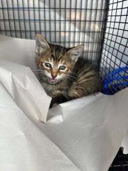 NEMO -  Domestic Short Hair Cat for Adoption in Doral, Florida - NEMO | PetCurious